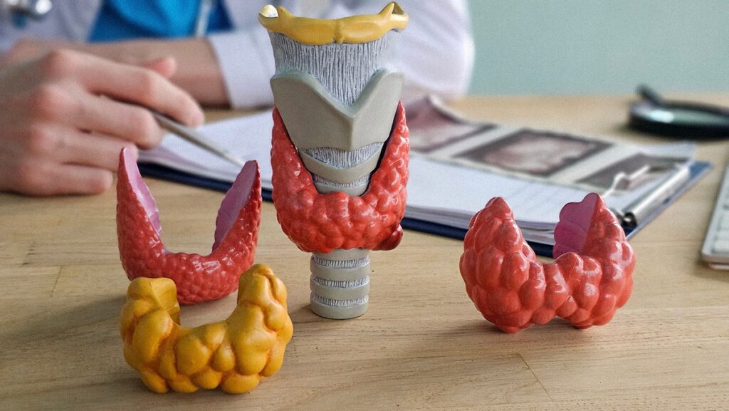 Models of the thyroid gland and surrounding structures during a medical consultation at a healthcare facility.