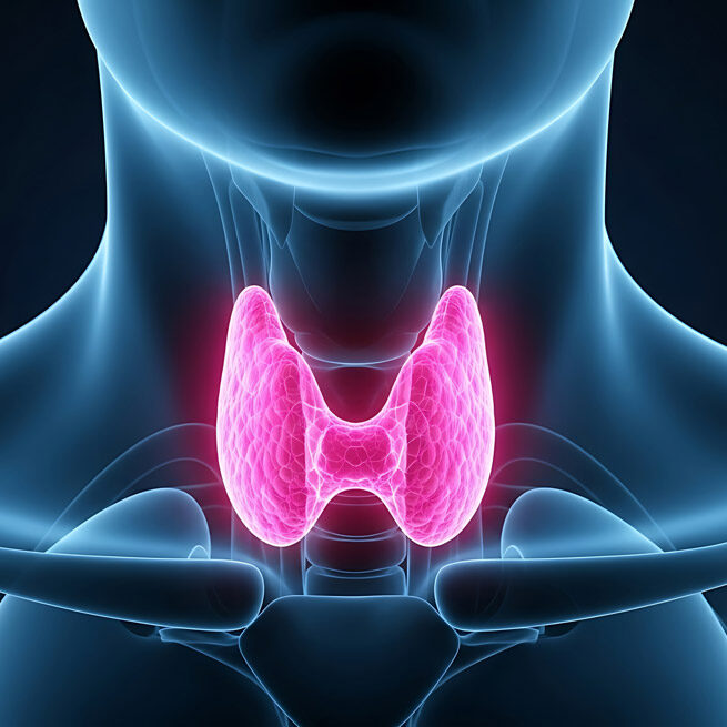 VMmed_thyroid2-1200